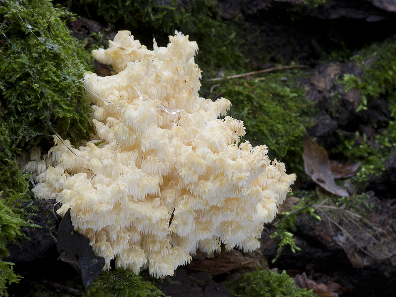 Hericium coralloides